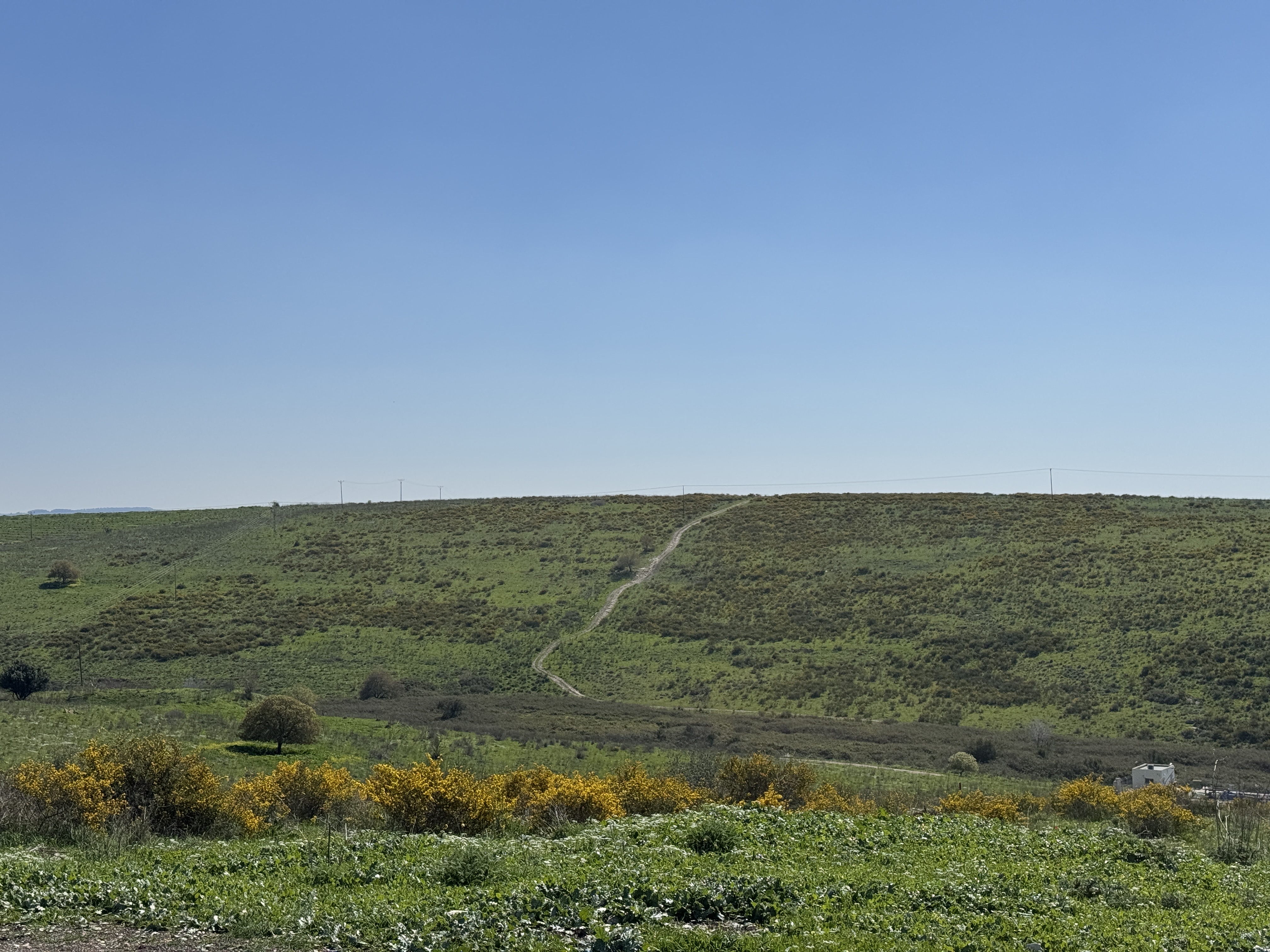 صورة مسار "داليا"
