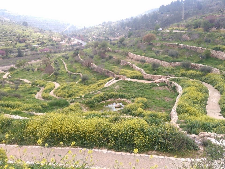 صورة عين العليك 1