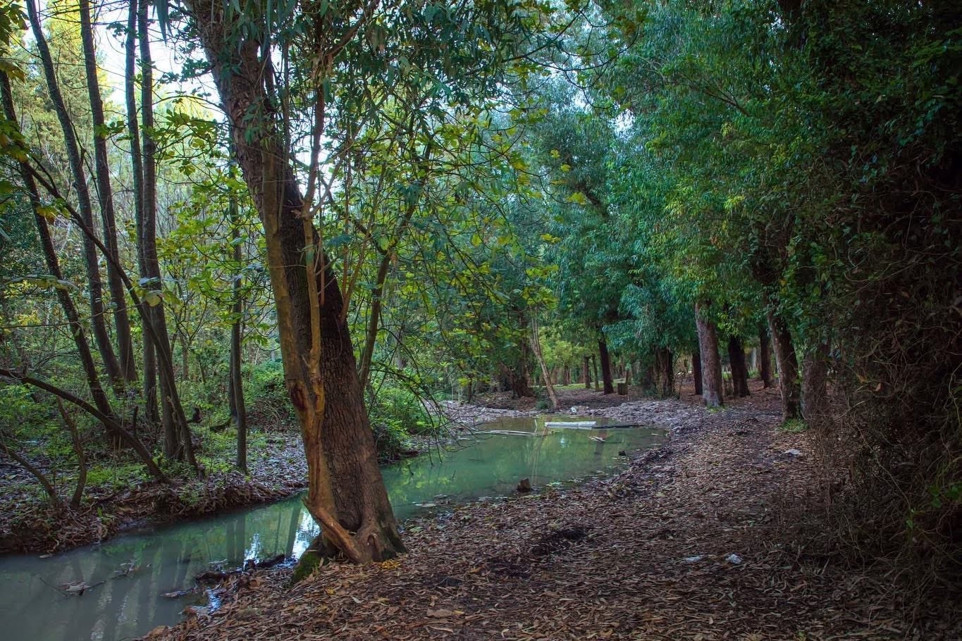 صورة غابة وادي القصب 2