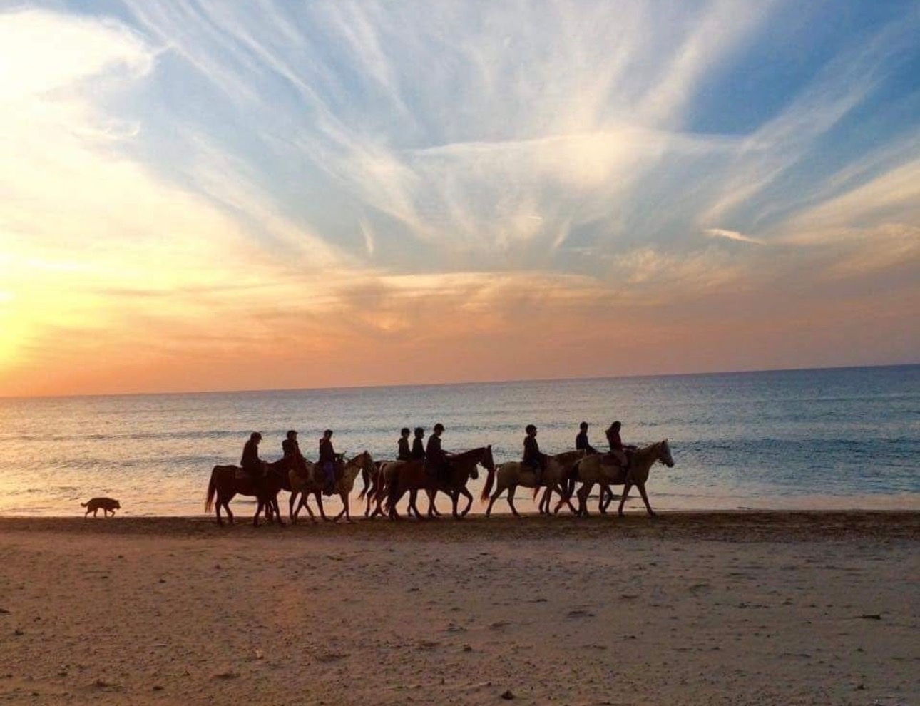 صورة مزرعة الخيل في الطنطورة 1