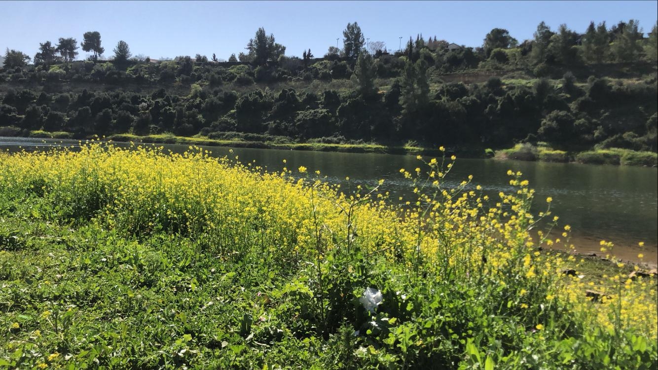 صورة سد وادي الصرار "بيت زايت" 2